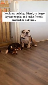 🤣💀😂 Dog Said Man I Forgot My Mask! #YaNasty | Ed Gaines Fanpage