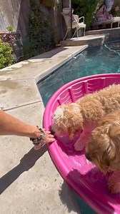 Australian Labradoodle girls love the water crate trained microchip House trained beautiful babies . #Labradoodle #AustralianLabradoodle #GirlLabradoodlePuppies #AvailableLabradoodlePuppies #Puppies. | Country Club Labradoodles