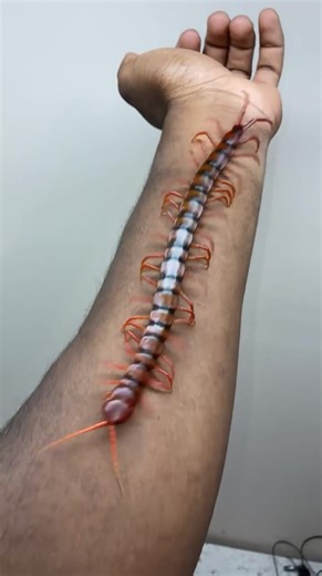 My Malaysian Cherry Red Centipede Care Guide