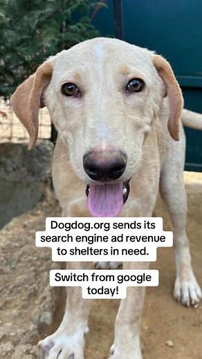 18 reactions | If you can type, you can help dogs. Dogdog.org #hope #shelterdog #nodogleftbehind #doglover #adoptdontshop | DogDog - the search engine that saves dogs | Facebook