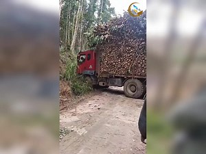 Skilled Driver 🚛🌲 | Daily Movi Video