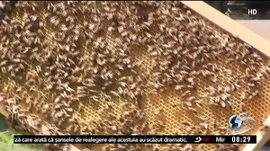 Au fost zile de căldură extremă, perioadă în care albinele pot avea dificultăți în găsirea resurselor necesare pentru supraviețuire. Protejarea albinelor în timpul caniculei este extrem de importantă, deoarece căldura de peste 35 de grade omoară puii în stup. Cum putem ajuta albinele în perioada aceasta aflăm de la Liviu Stana, apicultor din Arad | Sinteza Zilei Oficial