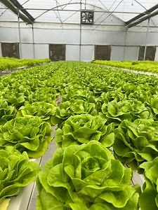 [Hot Item] High Quality Channel System PVC Rectangular Pipe Hydroponics Growing Systems