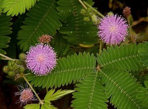 Mimosa pudica - Alchetron, The Free Social Encyclopedia