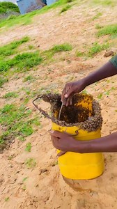 Baro qaabka looqabto boqorka shinida | Mideeye media