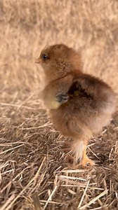 Percy out 5 day old bantam chick on tour at the farm #percyontour #percychick | Caenhill Countryside Centre