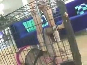 Slave Brought From Her Cage For Sex