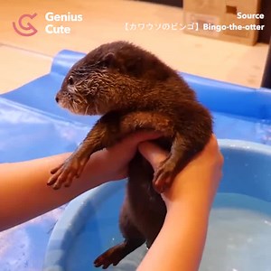 3.4M views · 137K reactions | I thought otters liked water  Credit: Bingo-the-otter | Otter | Facebook