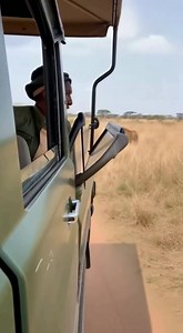 70K views · 463 reactions | Tiger Breaks Safari Jeep Door — Absolute...