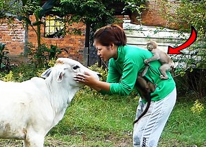 Brother Alien Hug Sister Jandy so Hard because She Angry with Baby Cow and Don't want to Play with.mp4 | Monkey Family