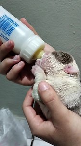 Cachorro Shihtzu tomando lechita 💕🐶 habías visto algo así? 👀 | Master Pets