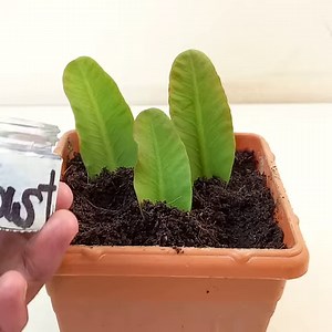 Crown of thorns propagation from cutting || How to propagate euphorbia milli from cutting | Rana Craft