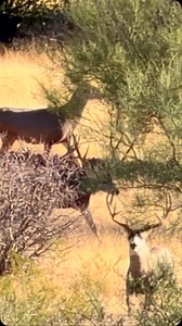 58K views · 7.8K reactions | Ground Check ‍ . . . . . . . . #killshot #hunting #huntinglife #huntingseason #muledeer #muledeerhunting #muledeercountry #muledeerfoundation #antlers #antlersup #tinesup #muleymonday #wlhunting | Rancho El Chaparral | Facebook