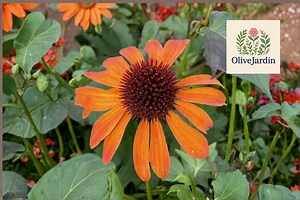 125 Rudbeckia Seeds - Rustic Tangerine - Bright Orange-bronze Blooms - Non-gmo Annual Flowers - Etsy