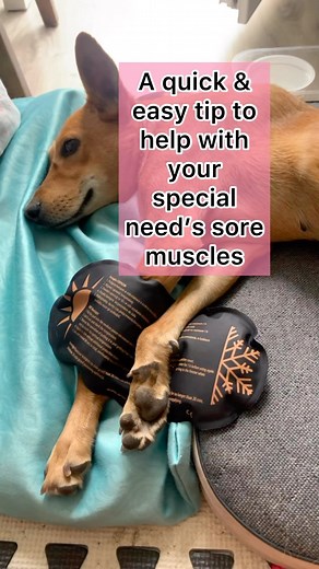 A quick tip to help your special needs animal: Is to your a hot / cold compress pack. We use the pack once it’s warmed up and place it on , over or under the joints / sore muscles / shoulders for not more than 2-5 minutes at once given point. You can repeat this heating - reheating process and compression for about 15-20 minutes a day. This can easily be done need basis or even daily. As it’s relaxing and helps relive any kind of stress , pain and sometime even swelling.. Attention: However, whe