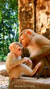 These baby monkeys are the cutest | Monkeys Daily