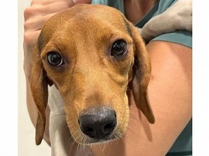 15 Beagles Rescued From Virginia Research Facility Have New Homes