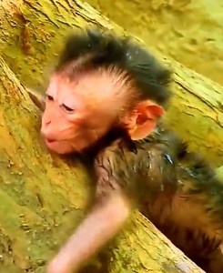 6.5K views · 111 reactions | Your tears will flow from the grief of a newborn baby Dolly mother abandoned why mother does not care for her baby #babymonkey #cutebabymonkey #adorablemonkey #cutemonkey #videomono #monkeyaction #monkey #bbmonkey #human #apes | Baby Monkey | Facebook