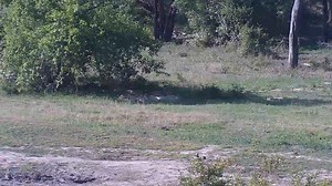 Hadeda_Ibis_with_four_Talamati_Breakaway_sub_adults_behind. | WildEarth Cam