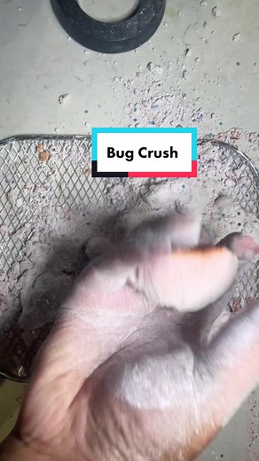 Bug Crush: Crushing Bugs