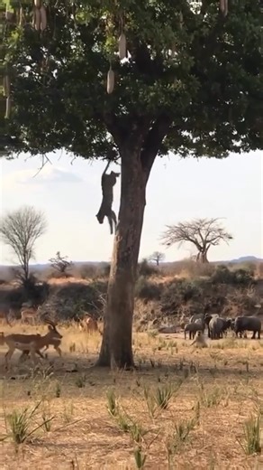 Listen closely to the warning calls...👀 🎥: African Safari Mag | Rhino Africa