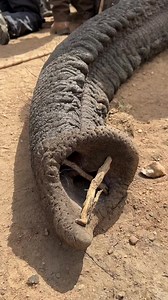 1.8M views · 5.5K reactions | When working with sedated elephants...