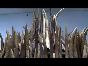 Hong Kong starts destruction of nearly 30 tonnes of ivory