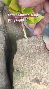 203K views · 1.7K reactions | Cara tepat sambung sisip ❗ #bougainvillea #grafting #sambungsisip #okulasi #gardening | Ardie Naco | Facebook