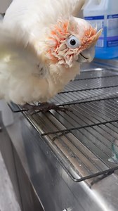 3.2K views · 343 reactions | Baby Goffin’s Cockatoo loving her bath time! #goffincockatoo #goffinscockatoo #cockatoo #cockatoos #cockatoolove #cockatoolife #cockatoosofinstagram #cockatoosofig #cutebirds #cuteanimals #happyparrot #parrot #parrots #parrotlife #loveparrots #parrotlove #parrotsofinstagram #parrotsofig #parrotstars #parrotstarsarlingtonheights | Parrot Stars | Facebook