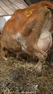 4.1K views · 1.3K reactions | 1. *Animal Care*: Cow and buffalo care, cow feeding techniques, buffalo health care, cattle health tips. 2. *Farming Practices*: Sustainable dairy farming, buffalo farming tips, organic dairy farming, small-scale dairy farming. 3. *Farm Life*: Rural farm animals, farm life reels, modern dairy techniques, dairy farm equipment. 4. *Milk and Production*: Milk production process, buffalo milk benefits. #viral #trending #reels | Mansa Dairy Farm | Facebook