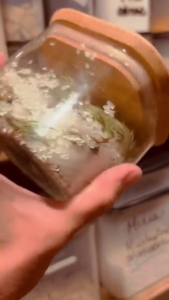 Sirop de sapin 🌲 en cours de préparation ! Jour 2 Déjà, le sucre fond ! Vous étiez quelques-uns à me dire que vous aimeriez des photos/vidéos d’évolution de mon sirop ☑️ ! Voici ! C’est un sirop qui a des propriétés expectorantes, c'est-à-dire qu’il aide les mucosités à sortir. Très utile pour lutter contre la toux l’hiver ❄️, j’avoue que je le fais aussi pour le goût ♥️ ! La recette est très simple : 1 - Récolter des jeunes pousses de sapin 🌲. 2 – Mettre une couche de sucre dans un CONTENANT 