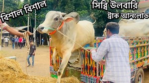 10K views · 340 reactions | All The Giant Ulbari Sibbi Bulls Truck...