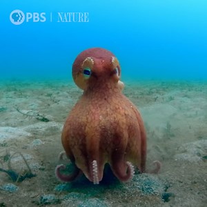 An unlikely ally helps a coconut octopus escape sharks. 🐙 Stream "Spy in the Ocean: Deep Thinkers" from Nature | PBS on the PBS App! | PBS