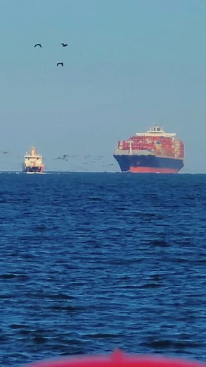 16 shares | Chesapeake Bay, VA: WATCH THE CORMORANTS 勞凉#containership #shipping #ship #container #cargoship #shipspotting #lifeatsea #shipspotter #merchantnavy #port #containervessel #chesapeake #Virginia #cavitation #ohshit #Close #omg #lookout #huge #gigantic #massive #badass | Richard LeBel | Facebook