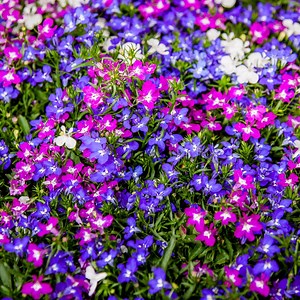30+ Mix Lobelia Erinus Seeds - Flowering - Fast Growing - Open-pollinating - Heirloom - Great for Hanging Baskets & Ground Cover #15 - Etsy