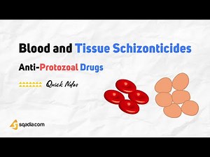 Anti-Protozoal Drugs | Blood and Tissue Schizonticides
