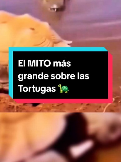 El MITO más grande sobre las Tortugas 🐢 #biología #mitos #biologiadesdecero #curiosidades #tortugas