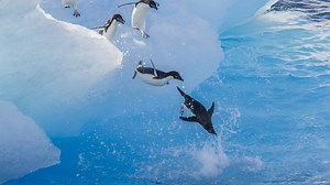 Grands reportages - Aventure en Antarctique