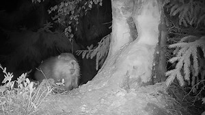 Vidéo nocturne : un castor ronge un bouleau en Forêt de Šumava
