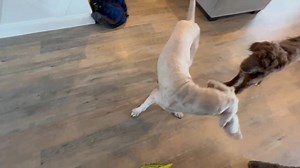 Adopt A Pit on Reels