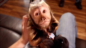 190K views · 10K reactions | Capuchin Monkey Meela has a crazy freak out over Ty! She's so in love with him and wont stop flirting. She's so cute! | MonkeyBoo | Facebook