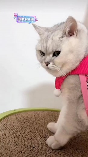 Grumpy Cat Vibes | Funny Pets