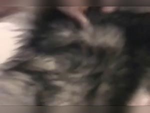 Caledonian KC : Premier Baise avec Chien