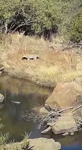 Leopard at Makorwane bridge caught a fish and stalking more fish and birds Tinged by Fatman J - Footprints In Africa | Latest Sightings - Pilanesberg