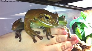 28K views · 921 reactions | Round Frog is practising her Name on the Hand this evening! (Also Voigt because Voigt!) | Stickyfrogs | Facebook