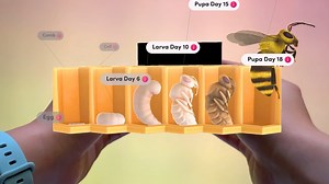 The life cycle of a bee begins with the laying of an egg, the development through several molts of a legless larva, a pupation stage during which the insect undergoes complete metamorphosis, followed by the emergence of a winged adult. Open this digital teaching aid with your Merge Cube here 👉 https://objects.mergeedu.com/link/R6JD4Y | MERGE