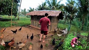 Magtanim Tayo ng Pampatibay ng Kulungan ng Pabo Manok at Pato | Farming Business Atbp