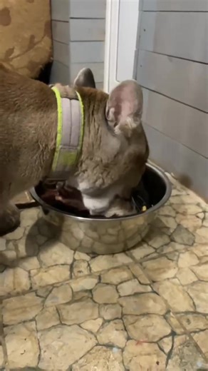 That's life 🤷🏼‍♀️ Today we have the freshest goats that we went to the farm to get. London just loves them! | Puma London