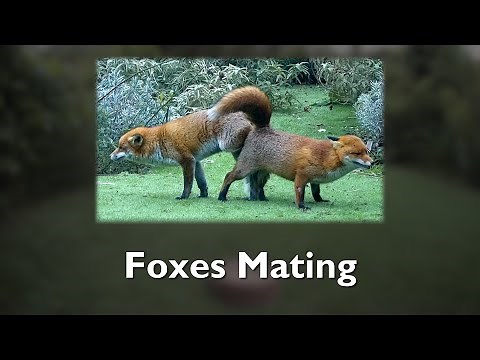 Foxes Mating