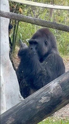 ¡Un gorila me sacó el dedo y no lo vas a creer! 🦍😂#Viral #Humor #Reacción #EpicFail